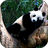 icon Sleeping Panda Video Wallpaper 5.0