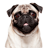 icon Talking Pug 2.1