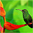 icon Birds Live Wallpaper 2.8
