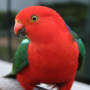 icon Talking Parrot Live Wallpaper