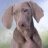 icon Weimaraners Jigsaw Puzzle 1.0