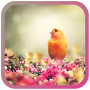 icon Birds Spring live wallpaper