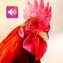icon Rooster Sound Ringtones