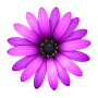 icon com.oceanicsoftware.womancalendar_turkish_free