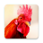 icon Rooster Sound Ringtones 7.4.0