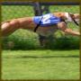 icon Dog Racing Wallpaper App